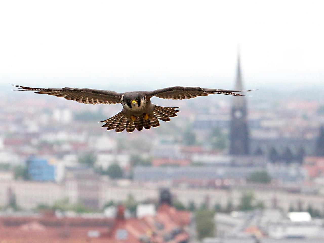 Ein erwachsener Wanderfalke (Falco Peregrinus) fliegt am 16.05.2013 über der City von Leipzig (Sachsen)