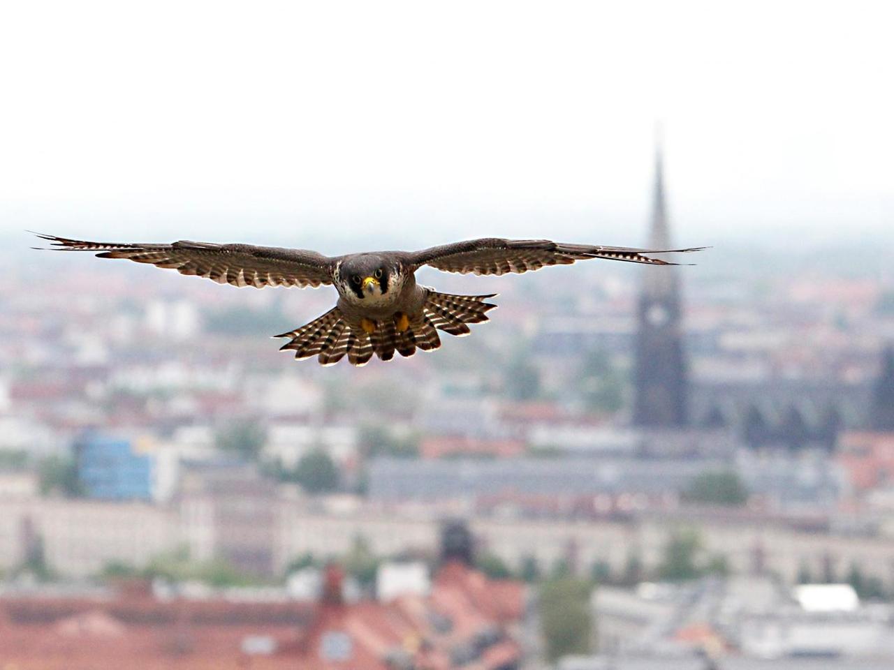 Ein erwachsener Wanderfalke (Falco Peregrinus) fliegt am 16.05.2013 über der City von Leipzig (Sachsen) Ein erwachsener Wanderfalke (Falco Peregrinus) fliegt am 16.05.2013 über der City von Leipzig (Sachsen)