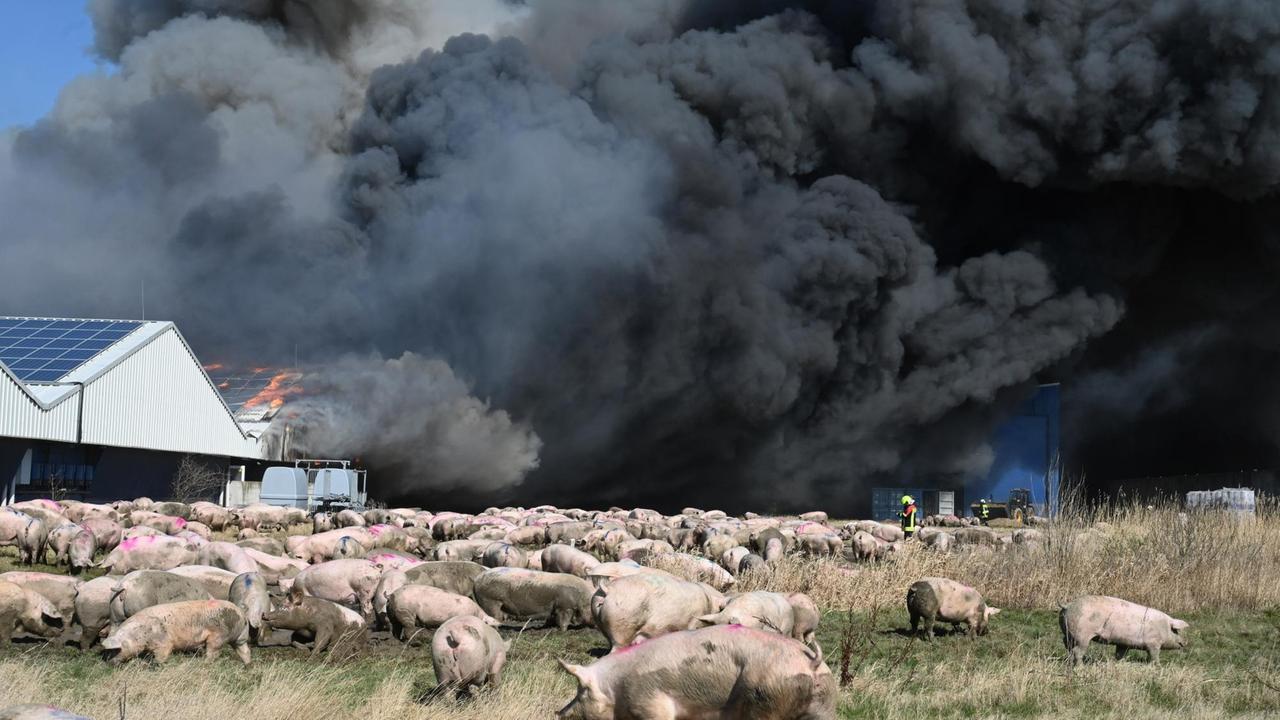 Europas größter Schweinezuchtbetrieb in Alt Tellin in Mecklenburg-Vorpommern brennt am 30.03.2021 und wird von der Feuerwehr gelöscht, auf der Wiese davor stehen Schweine, über dem Gebäude liegt eine riesige dunkle Rauchwolke. 