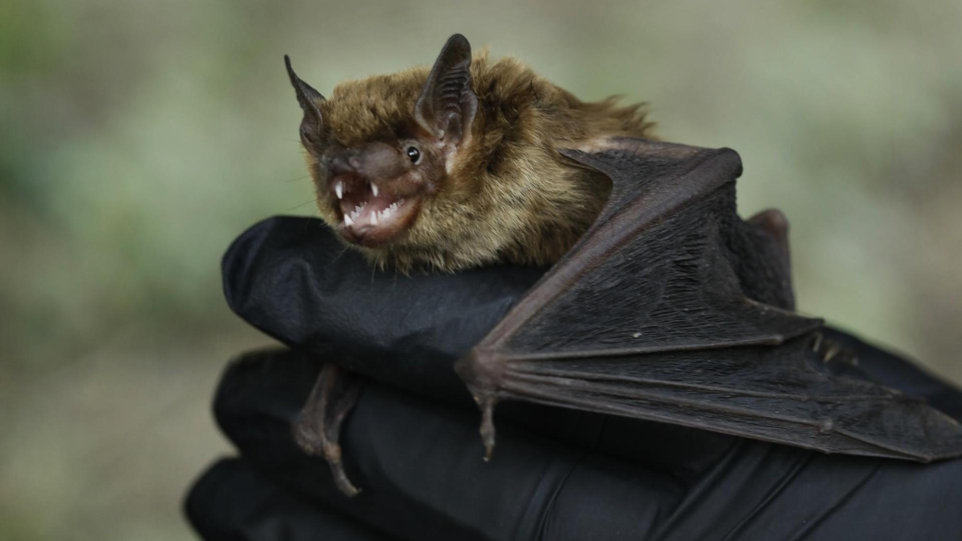 Großaufnahme einer Fledermaus, die in behandschuhten Händen gehalten wird. Großaufnahme einer Fledermaus, die in behandschuhten Händen gehalten wird.