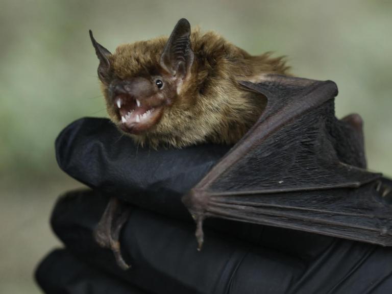 Großaufnahme einer Fledermaus, die in behandschuhten Händen gehalten wird.