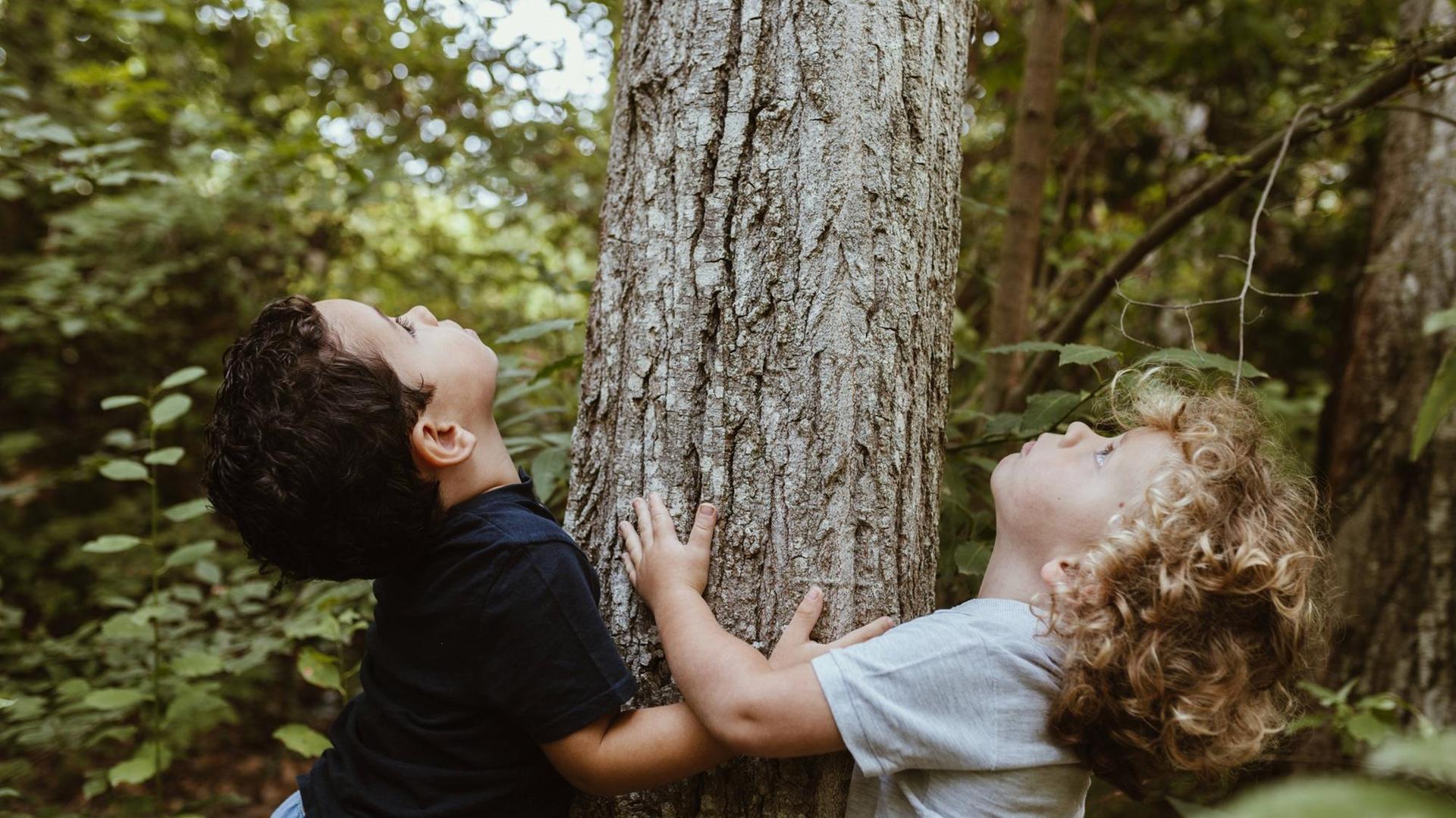 Zwei kleine Jungs schauen einen Baumstamm entlang nach oben und umarmen ihn.