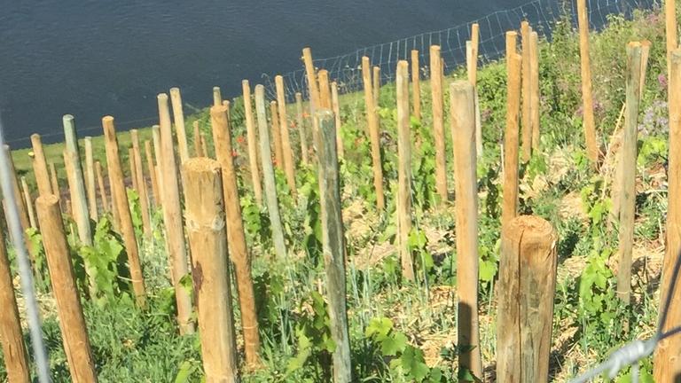 Das Bild zeigt eine Nahaufnahme eines Weinberges. Das Bild zeigt eine Nahaufnahme eines Weinberges.