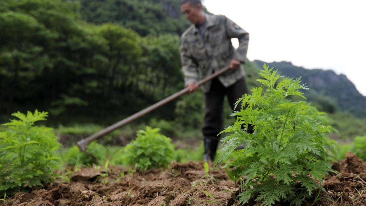 Ein Farmer baut in Jizhao Village, Südchina, Artemisia annua an Ein Farmer baut in Jizhao Village, Südchina, Artemisia annua an