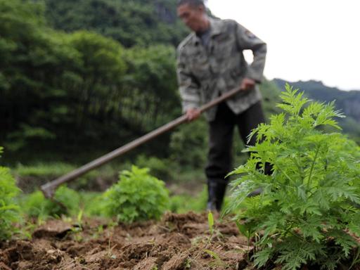 Ein Farmer baut in Jizhao Village, Südchina, Artemisia annua an