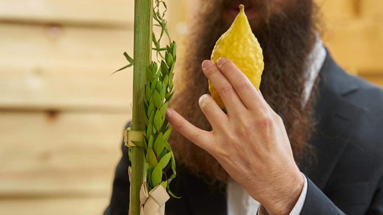 Der Feststrauß des Sukkot besteht aus Etrog (Zitrusfrucht), Lulaw (Dattelpalmzweig), Hadassim (drei Myrtezweige) und Arawot (zwei Bachweidezweige).