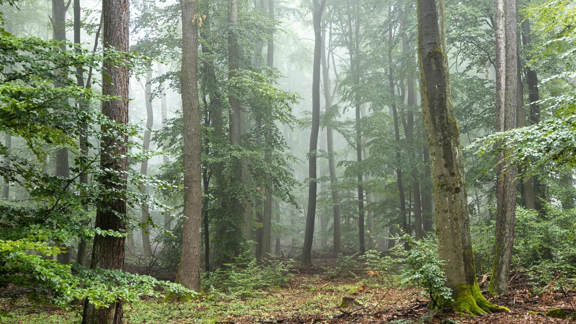 Nebel im Taunus 18.08.2019, Oberursel (Hessen): Nebel im Wald nahe des Goldgrubenfelsens im Taunus., Oberursel Deutschland *** Nebel im Taunus 18 08 2019, Oberursel Hessen Nebel im Wald near the Goldgrubenfelsens im Taunus , Oberursel Germany Nebel im Taunus 18.08.2019, Oberursel (Hessen): Nebel im Wald nahe des Goldgrubenfelsens im Taunus., Oberursel Deutschland *** Nebel im Taunus 18 08 2019, Oberursel Hessen Nebel im Wald near the Goldgrubenfelsens im Taunus , Oberursel Germany