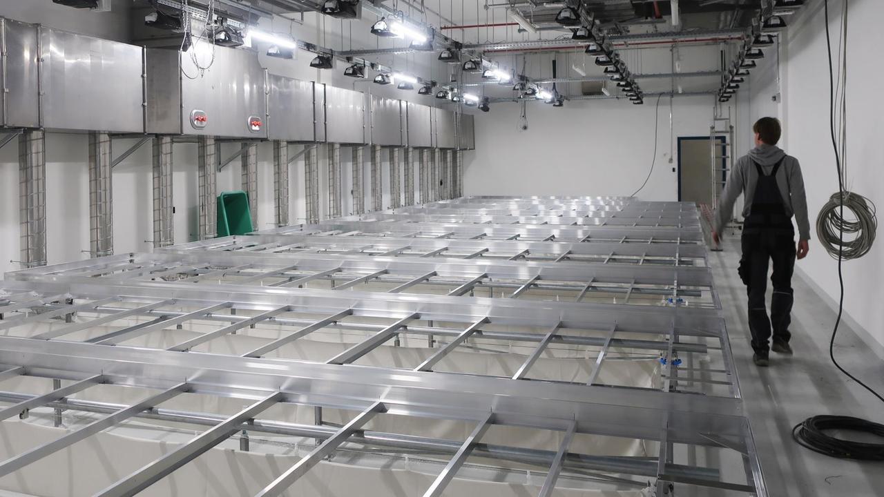 Blick in eine Halle mit Cannabis-Pflanztischen aus Metall. Blick in eine Halle mit Cannabis-Pflanztischen aus Metall.
