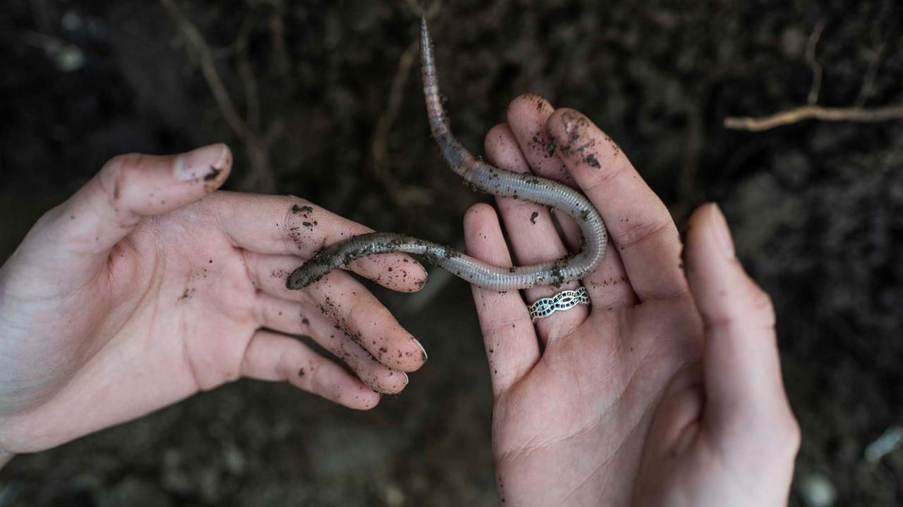 Auf zwei Kinderhänden liegt ein Regenwurm. Auf zwei Kinderhänden liegt ein Regenwurm.