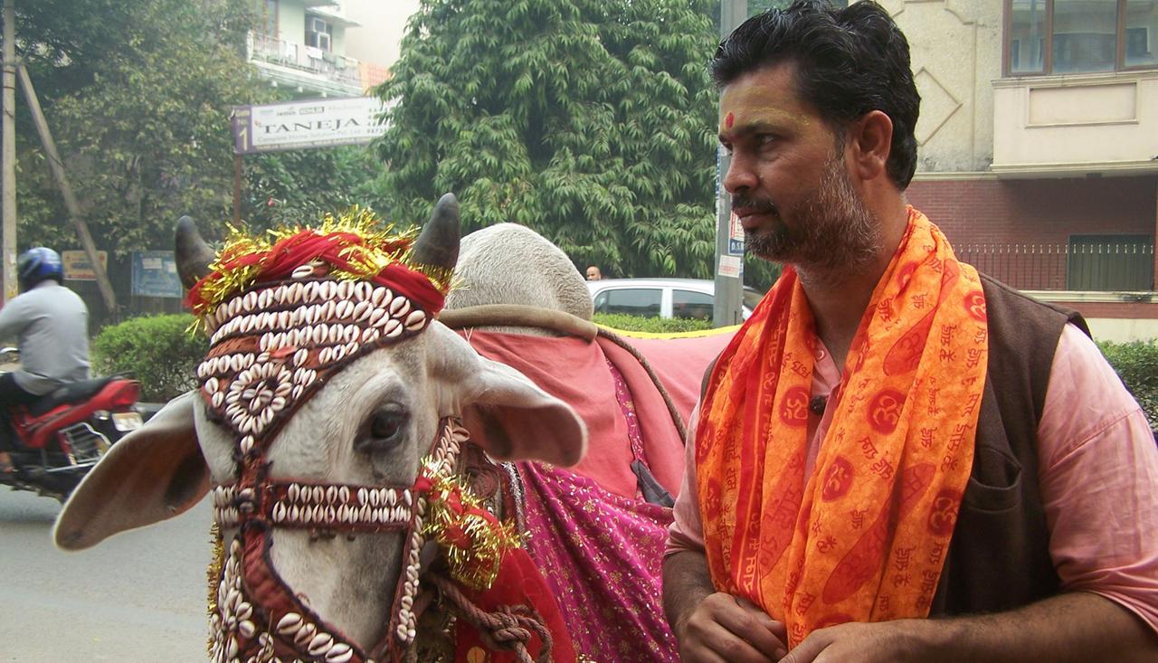 Kühe sind in Indien heilig. Kühe sind in Indien heilig.