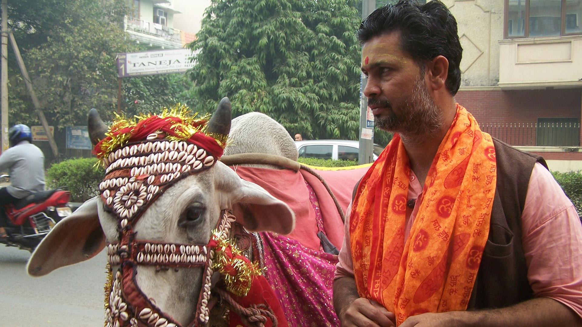 Kühe sind in Indien heilig. Kühe sind in Indien heilig.