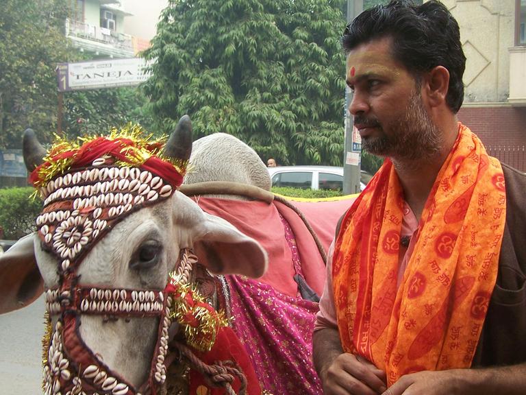 Kühe sind in Indien heilig.