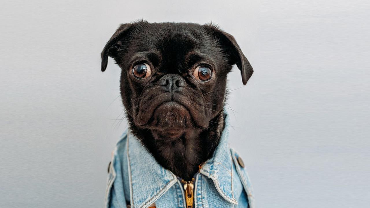 Ein Mops in Jeansjacke blickt in die Kamera. Ein Mops in Jeansjacke blickt in die Kamera.