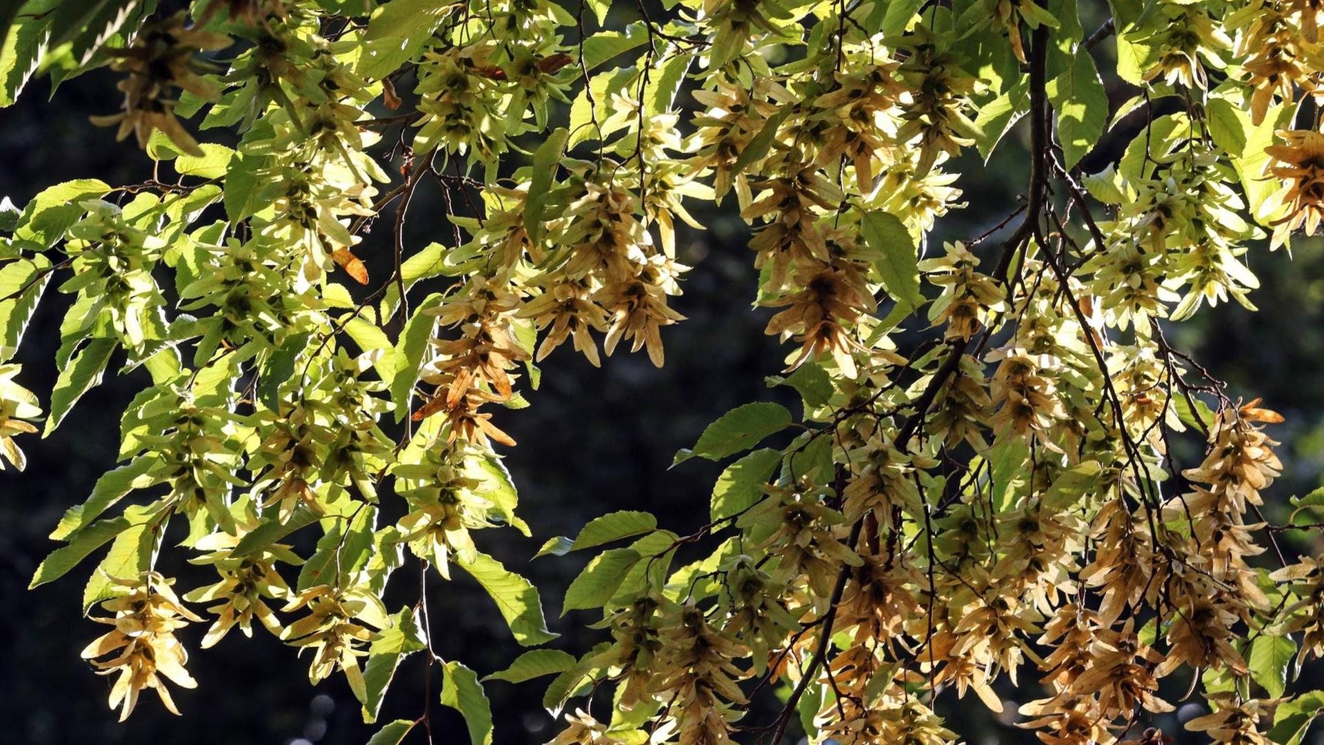 Blätter der Hainbuche im leuchtenden Sonnenlicht Blätter der Hainbuche im leuchtenden Sonnenlicht