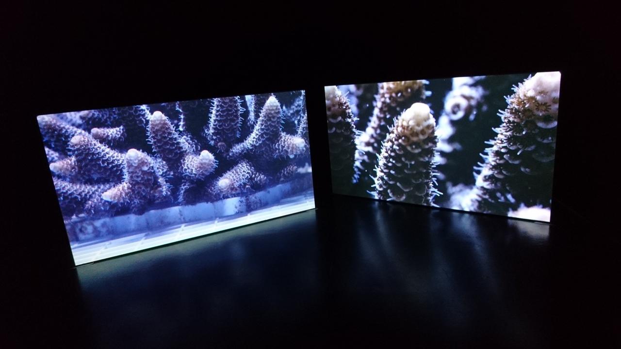 In einem dunklen Raum steht eine Videoinstallation, die eine Art Sukkulenten in bläulichen Farben zeigt. In einem dunklen Raum steht eine Videoinstallation, die eine Art Sukkulenten in bläulichen Farben zeigt.