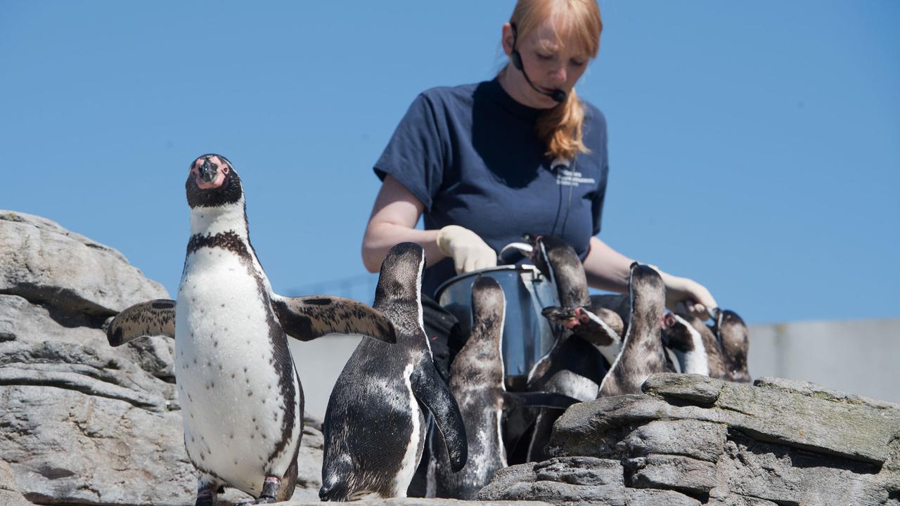 Tierpflegerin Anne May füttert die Pinguine im Ozeaneum in Stralsund.