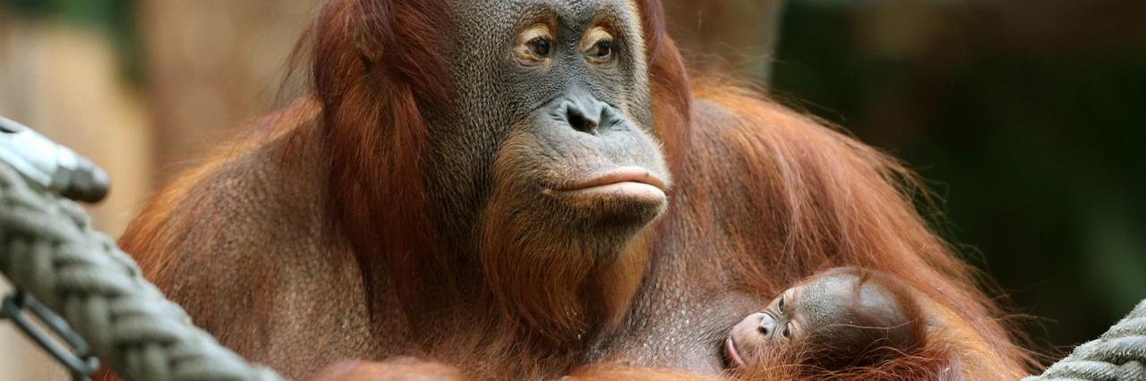 Orang-Utans Orang-Utans