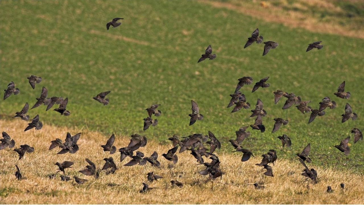 Star (Sturnus vulgaris), Schwarm landet auf einem Feld, Deutschland, Rheinland-Pfalz Star (Sturnus vulgaris), Schwarm landet auf einem Feld, Deutschland, Rheinland-Pfalz