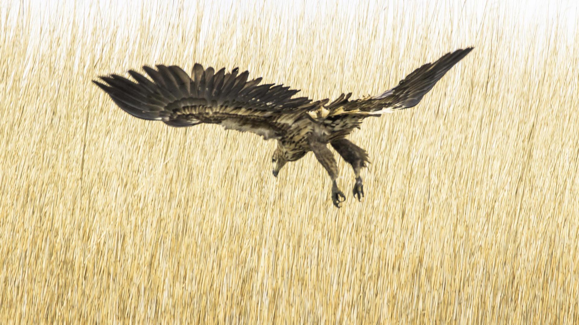 Seeadler an der Ems: Der Greifvogel ist inzwischen auch wieder in Niedersachsen heimisch. Seeadler an der Ems: Der Greifvogel ist inzwischen auch wieder in Niedersachsen heimisch.