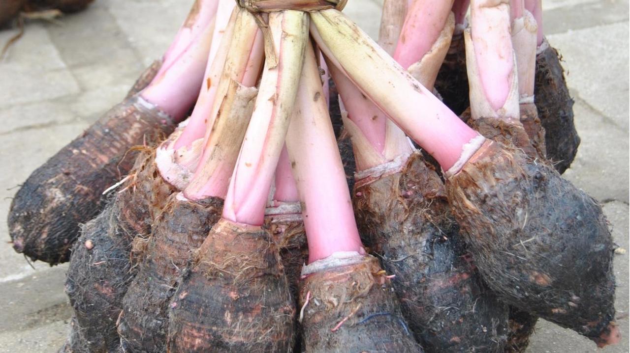 Taro-Knollen werden auf dem Markt in Luganville als Bündel verkauft Taro-Knollen werden auf dem Markt in Luganville als Bündel verkauft