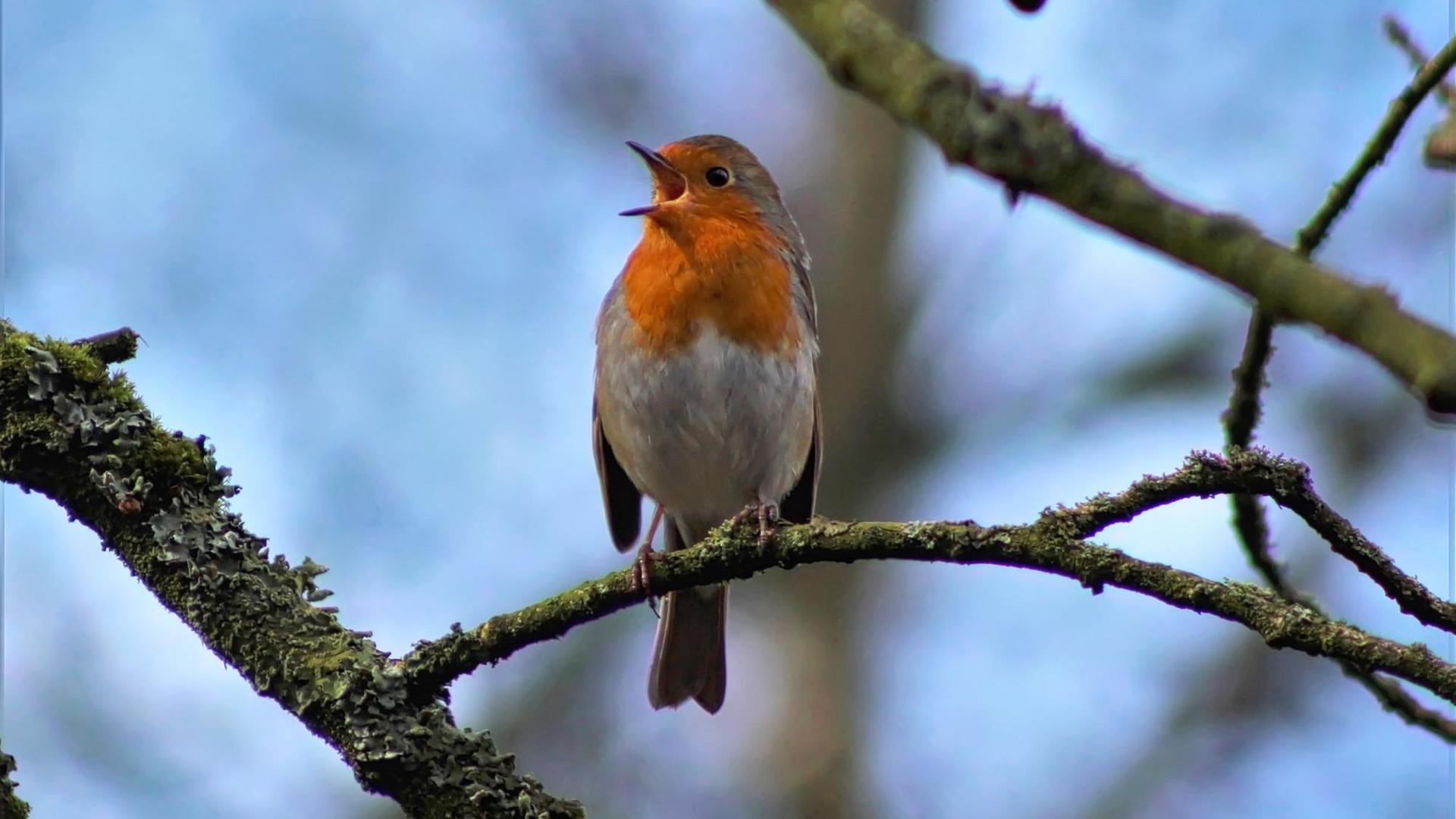 Ein singender Vogel auf einem Ast Ein singender Vogel auf einem Ast