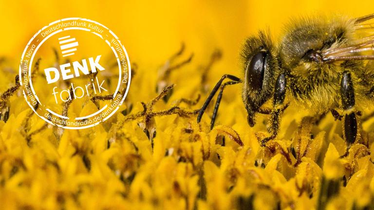 Eine sogenannte Carnica-Biene sitzt auf Sonnenblume und sammelt Nektar. Eine sogenannte Carnica-Biene sitzt auf Sonnenblume und sammelt Nektar.