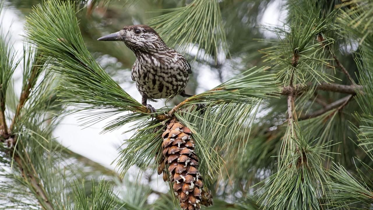 Spotted Nutcracker, 28 October 2013 REIMA FLYKTMAN / LEHTIKUVA *** FINLAND OUT. NO THIRD PARTY SALES. *** | Spotted Nutcracker, 28 October 2013 REIMA FLYKTMAN / LEHTIKUVA *** FINLAND OUT. NO THIRD PARTY SALES. *** |
