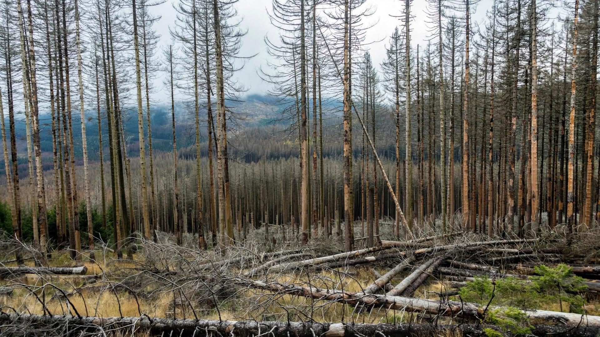 Kaputte Bäume: Waldschaden durch Trockenheit und Borkenkäferbefall. Kaputte Bäume: Waldschaden durch Trockenheit und Borkenkäferbefall.