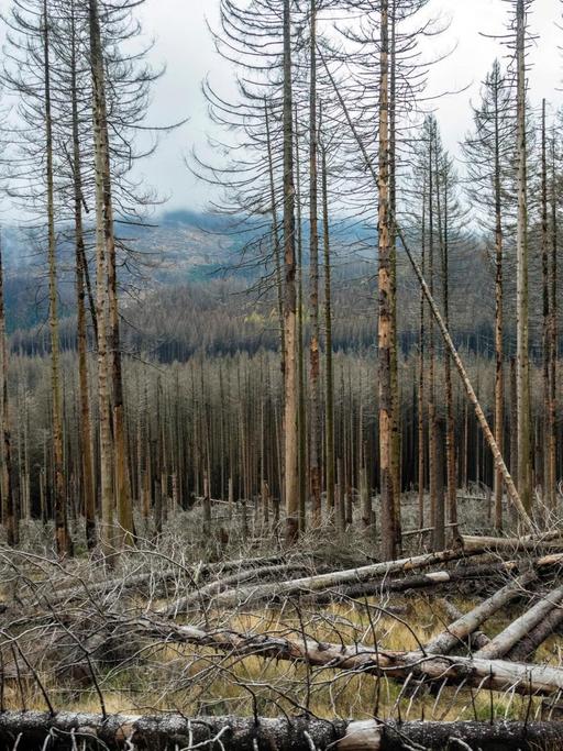 Kaputte Bäume: Waldschaden durch Trockenheit und Borkenkäferbefall.