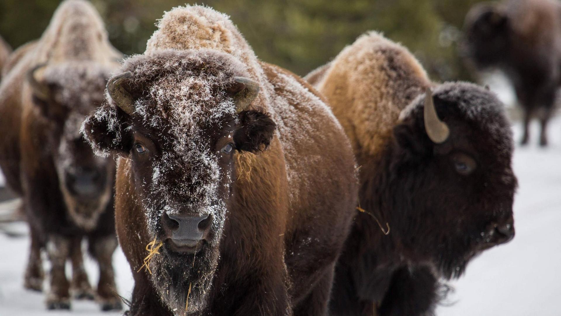 Bison im Yellowstone-Park Bison im Yellowstone-Park