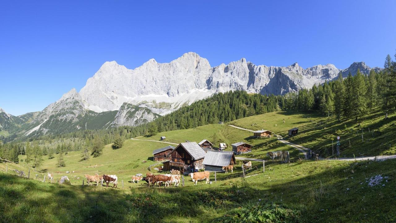 Eine Alm mit Hütte und Kühen in Österreich.