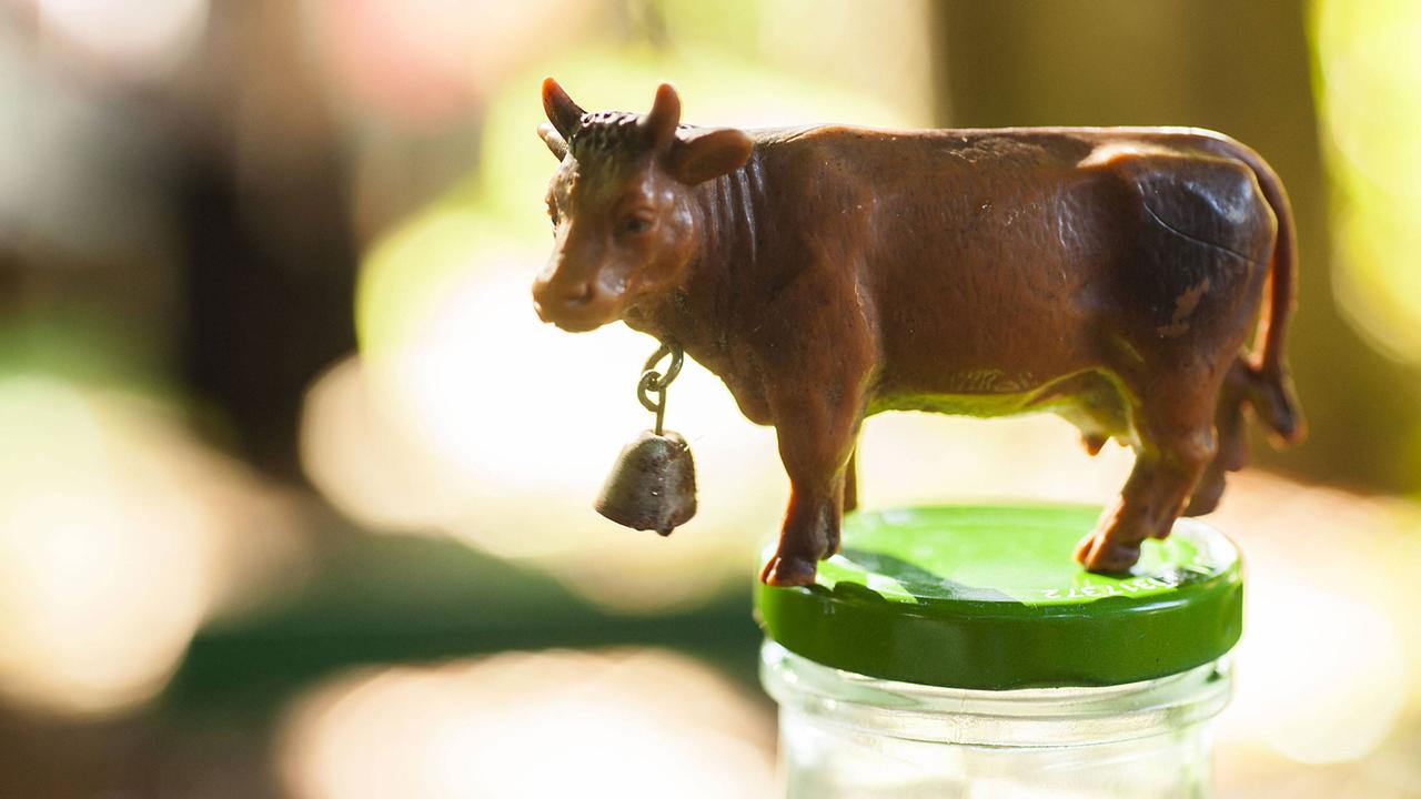 Eine Spielzeugkuh mit einer Kuhglocke steht auf eine Milchflasche mit frischer Bio-Rohmilch. Eine Spielzeugkuh mit einer Kuhglocke steht auf eine Milchflasche mit frischer Bio-Rohmilch.