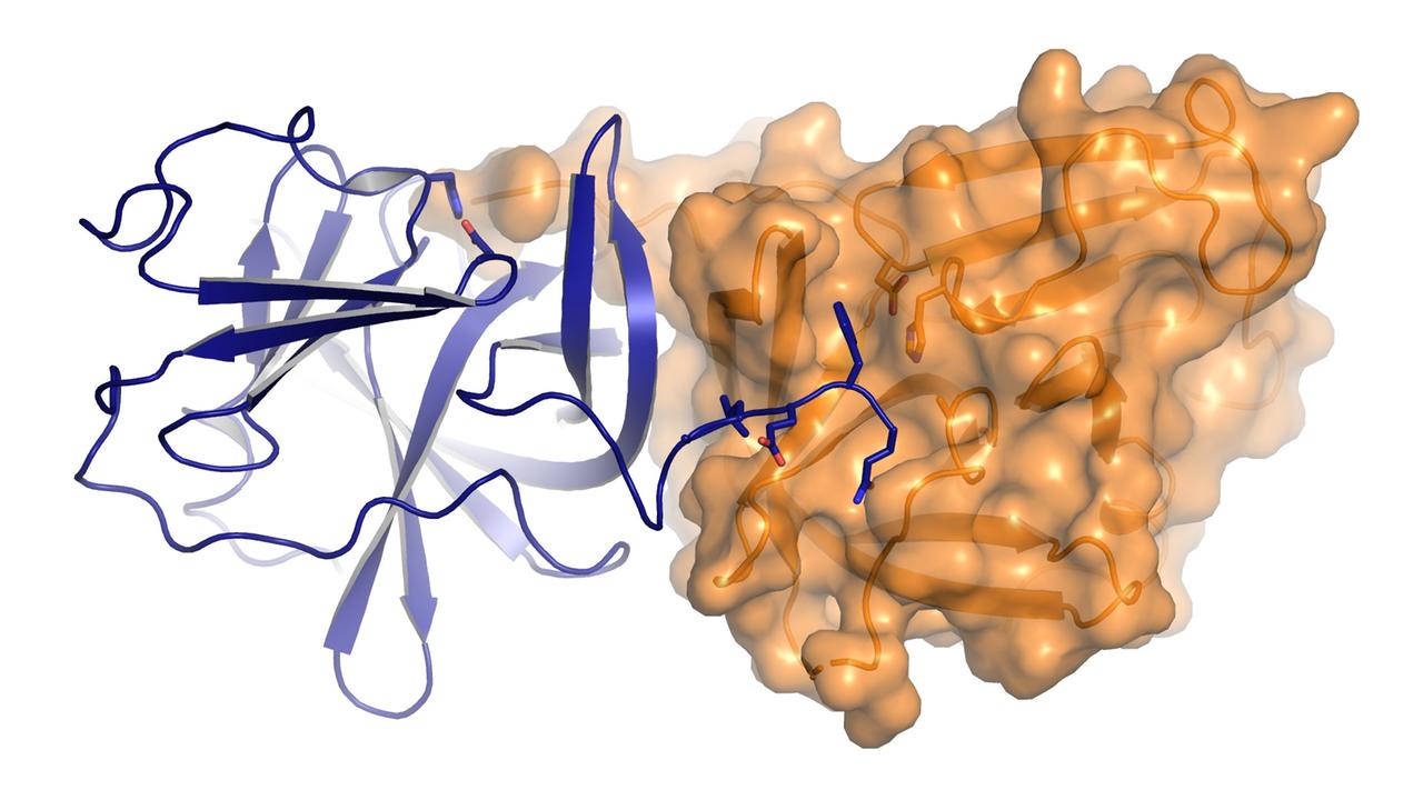 Illustration des Norovirus-Protease-Enzyms Illustration des Norovirus-Protease-Enzyms