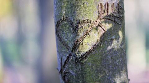 In einer Baumrinde ist ein Herz mit Amors Pfeil als Liebeserklärung geschnitzt.