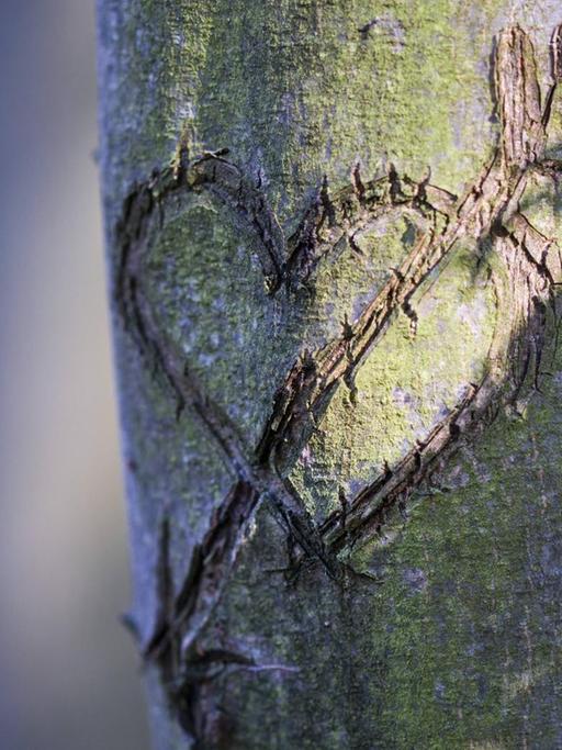 In einer Baumrinde ist ein Herz mit Amors Pfeil als Liebeserklärung geschnitzt.
