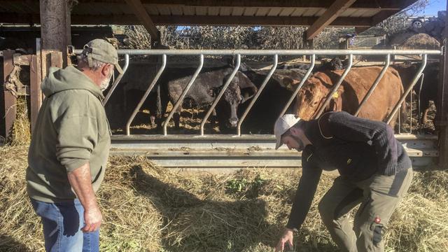 Walter und Friedemann Alber bei der Arbeit vor dem Kuhstall. Im Hintergrund Kühe hinter einem Gitterzaun.