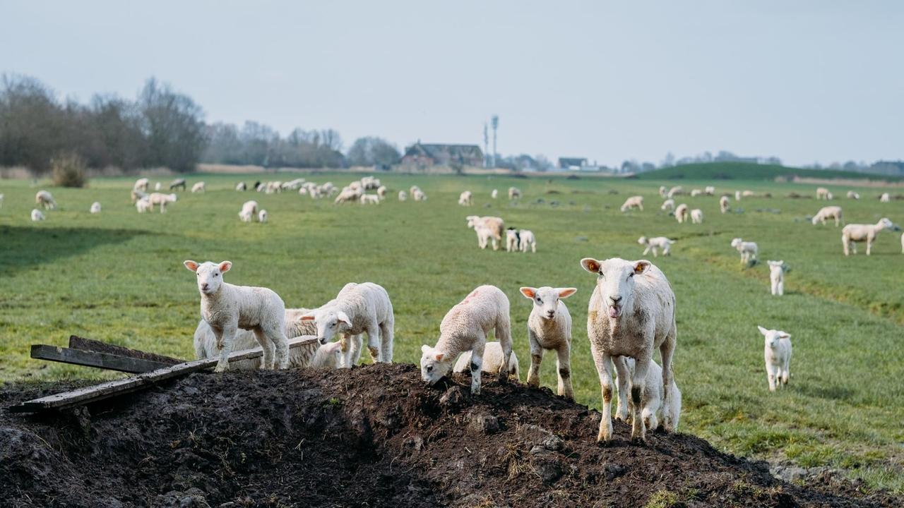 Droht der Insel Pellworm wegen des Klimawandels "Land unter"? Das befürchtet eine Bauernfamilie und hat die Bundesregierung auf Einhaltung der Klimaziele verklagt. Droht der Insel Pellworm wegen des Klimawandels "Land unter"? Das befürchtet eine Bauernfamilie und hat die Bundesregierung auf Einhaltung der Klimaziele verklagt.