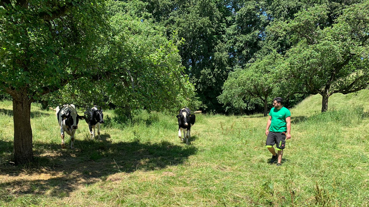 Ein dunkelhaariger kräftiger Mann in kurzen Hosen und grünem T-Shirt auf einer Wiese, in der Nähe drei Kühe. Ein dunkelhaariger kräftiger Mann in kurzen Hosen und grünem T-Shirt auf einer Wiese, in der Nähe drei Kühe.