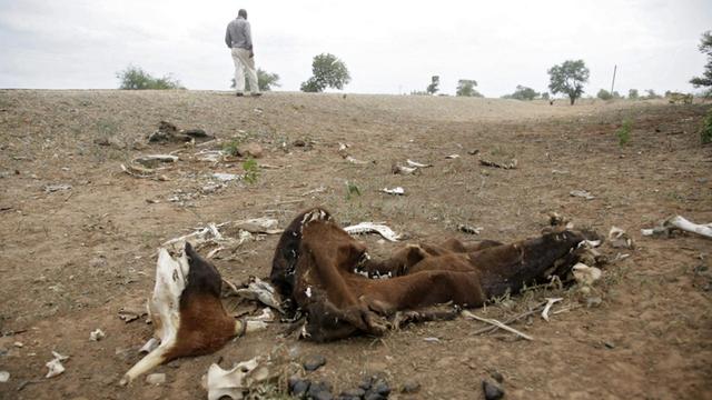 Ein Mann geht in Zimbabwe an einem durch die Dürre verendeten Rind vorbei.