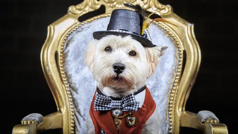Ein West Highland Terrier in einem Anzug