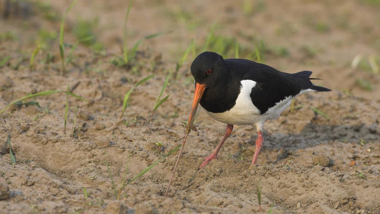 Austernfischer (hämatopus ostralegus) frisst Regenwurm Austernfischer (hämatopus ostralegus) frisst Regenwurm