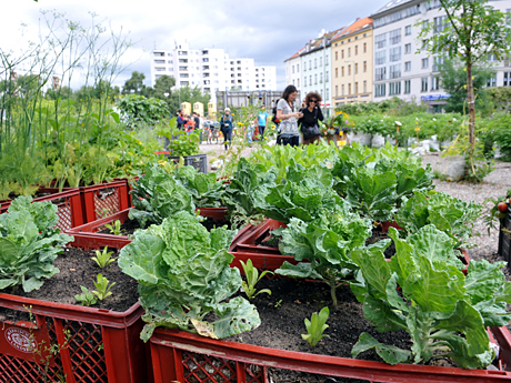 Kohl wächst im Prinzessinnengarten am Moritzplatz in Berlin-Kreuzberg. Kohl wächst im Prinzessinnengarten am Moritzplatz in Berlin-Kreuzberg.