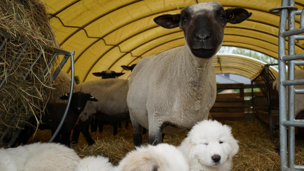 Ziemlich beste Freunde: Schafe und Hundewelpen in Brandenburg