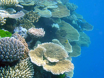 Intakte Unterwasserwelt im Großen Barrier Riff Intakte Unterwasserwelt im Großen Barrier Riff