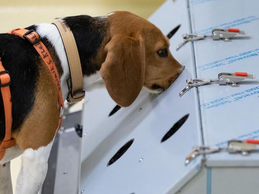 Eine Beagle-Hündin steckt ihre Nase in einen weißen Kasten mit Coronaproben.