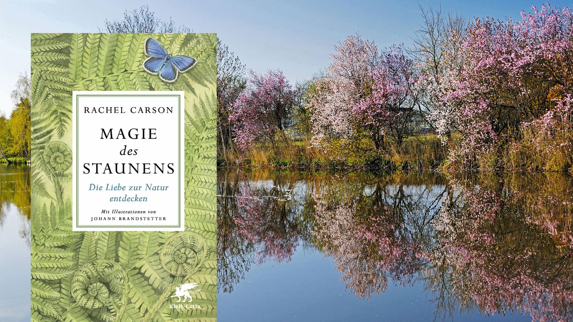Buchcover "Magie des Staunens" von Rachel Carson Buchcover "Magie des Staunens" von Rachel Carson