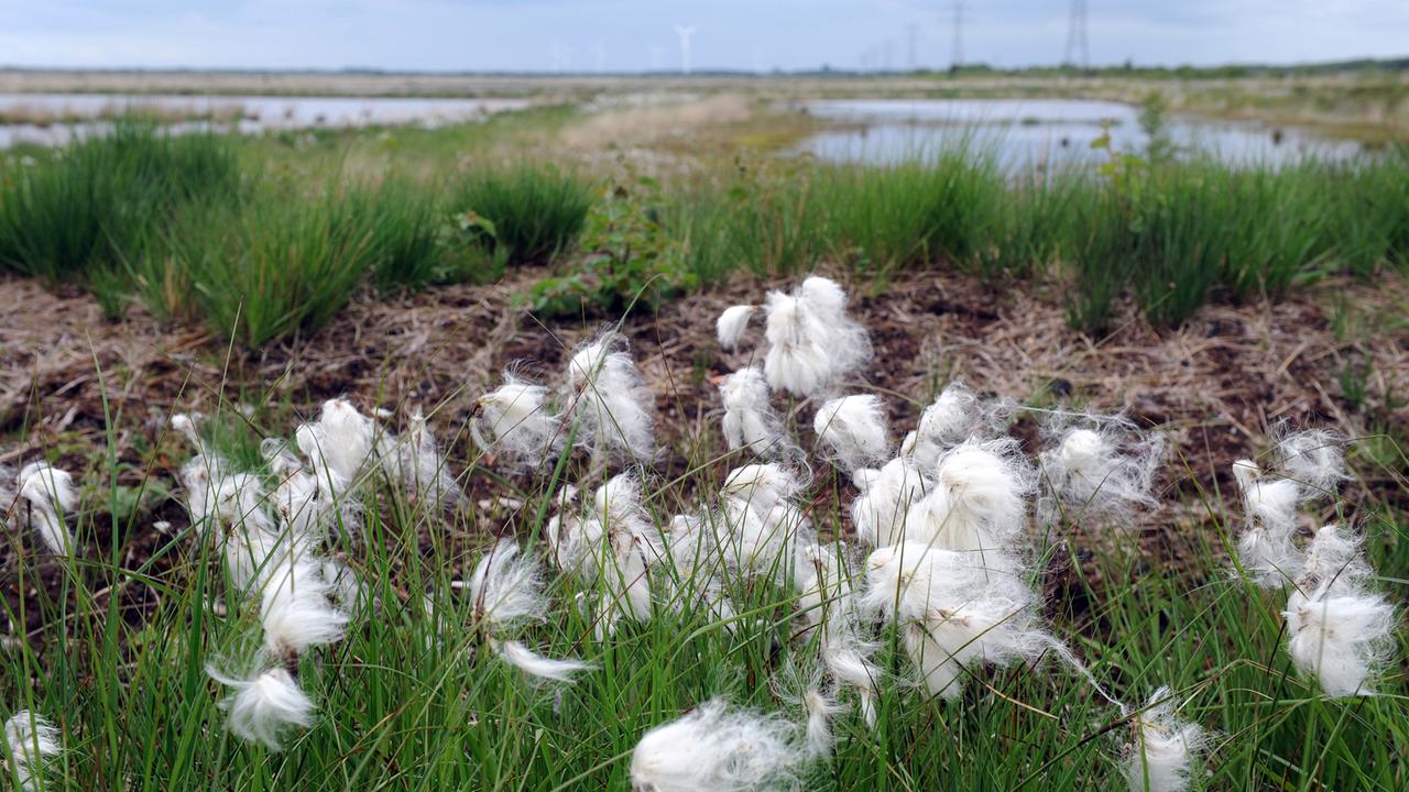 Schmalblättriges Wollgras blüht in einer Moorlandschaft Schmalblättriges Wollgras blüht in einer Moorlandschaft