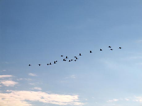 Ein Schwarm Gänse fliegt in den Süden. Ein Schwarm Gänse fliegt in den Süden.
