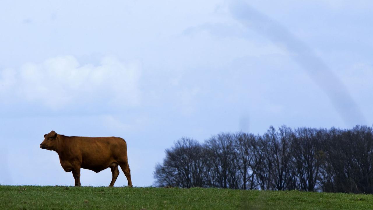 Deutsch-Angus-Rinder sind am 19.04.2013 in Klepelshagen (Mecklenburg-Vorpommern) auf den ausgedehnten Weiden der Deutschen Wildtierstiftung zu sehen.