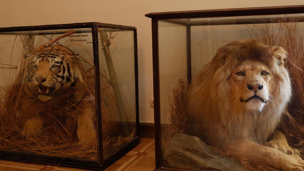 Ein ausgestopfter Tiger und ein Löwe in einem Glaskasten stehen im Haus der Schriftsteller in der georgischen Hauptstadt Tiflis.
